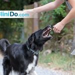 مرض السعار عند الإنسان